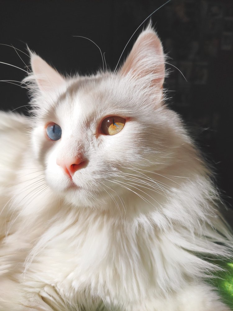 Quirófano Móvil: castración gratuita para perros y gatos en Barrio Mutual Banco San Juan