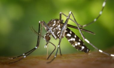 Dengue: se detectó el primer caso autóctono en Salta