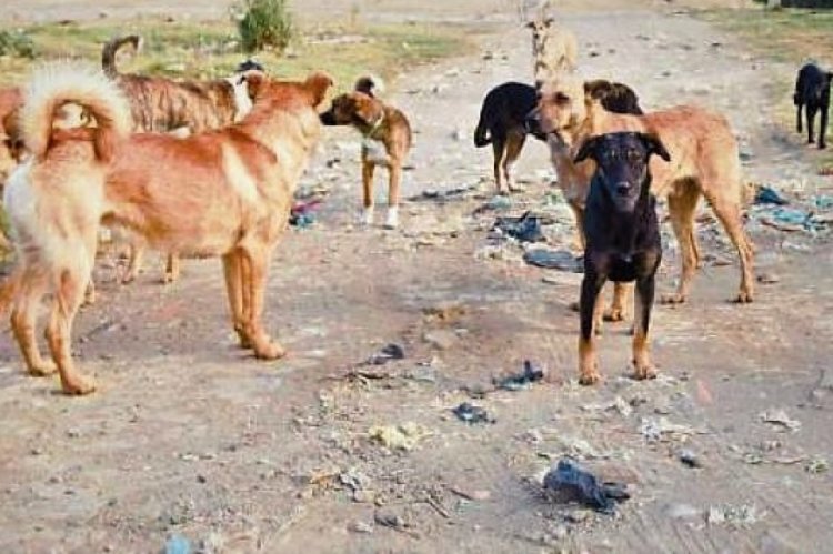 Una jauría de perros atacó a una mujer en Chimbas