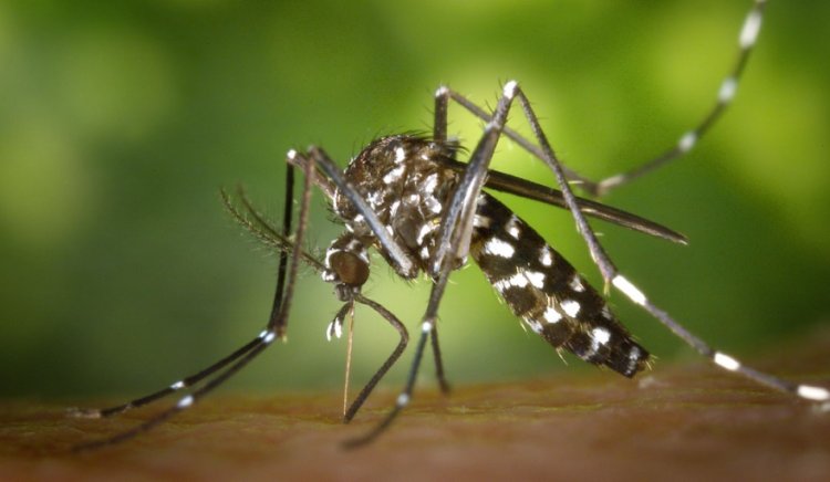Detectaron los primeros casos autóctonos de dengue en el AMBA