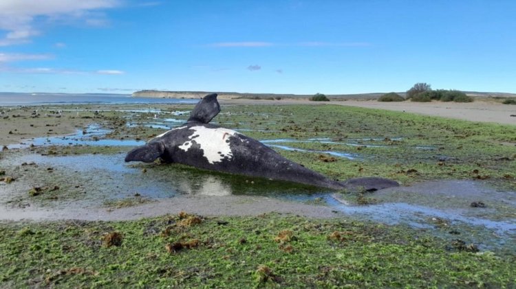 Aparecieron 21 ballenas muertas en Península Valdés