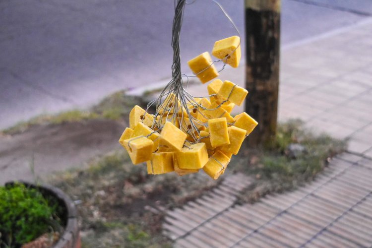 Cronograma actualizado de desinsectación y desratización en la Ciudad