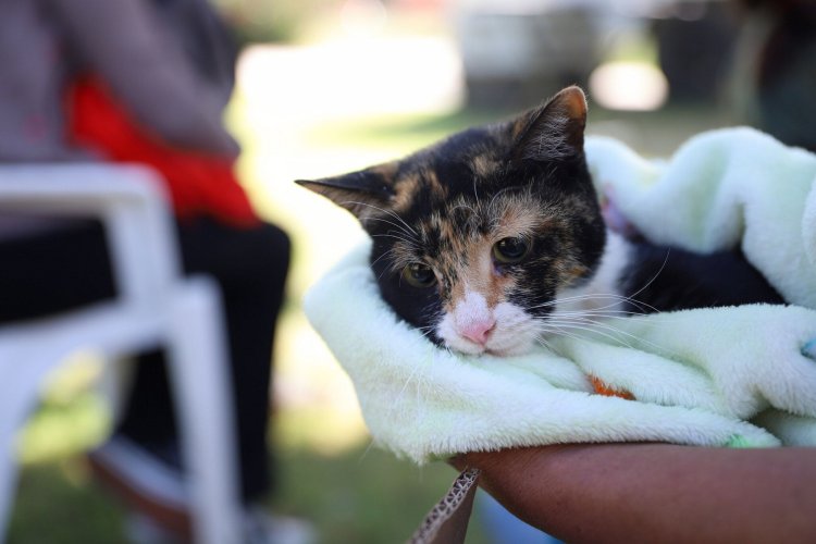 La Ciudad refuerza la esterilizaciónn para perros y gatos