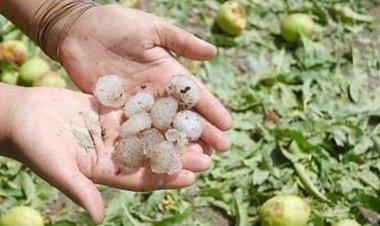 Los productores afectados por el granizo deben informar al RUPE