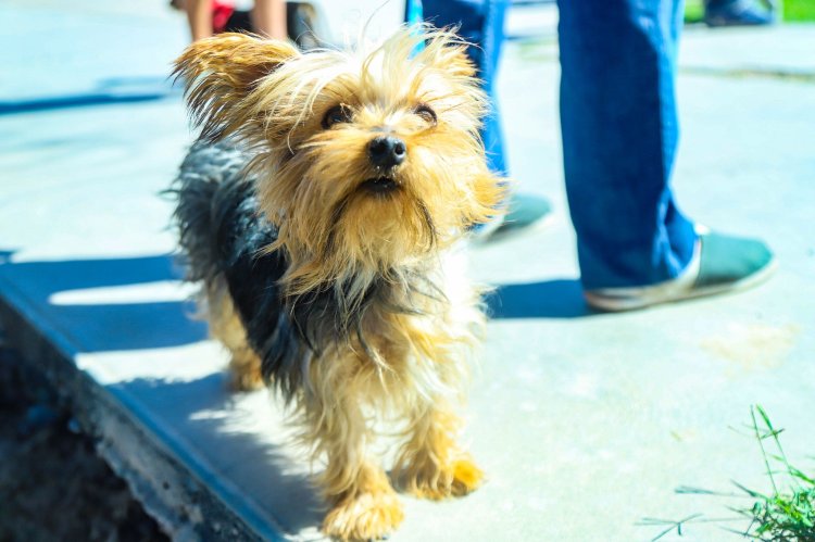 Continúa le esterilización de mascotas en Trinidad