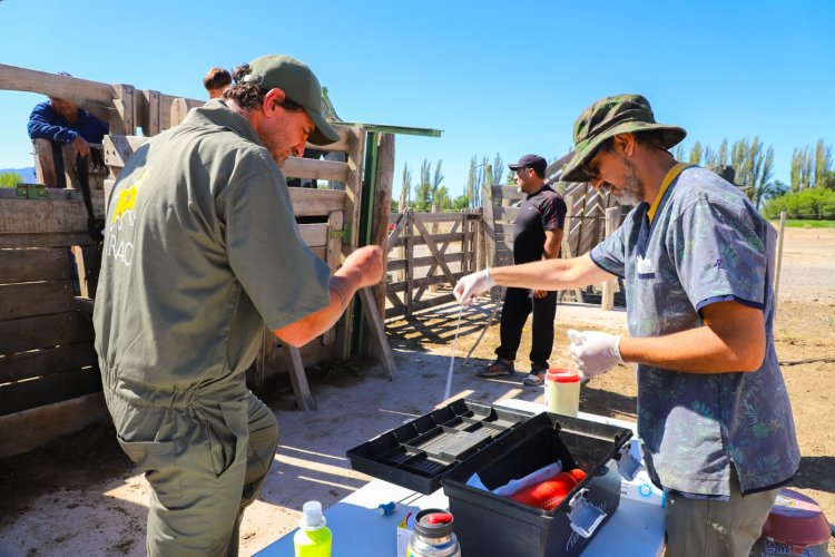 Jáchal realizó la primer jornada de Inseminación en Bovinos 