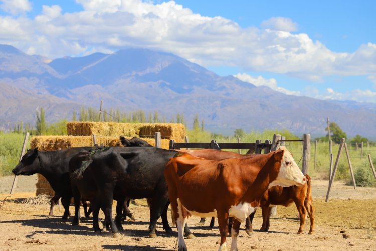 Jáchal realizó la primer jornada de Inseminación en Bovinos 