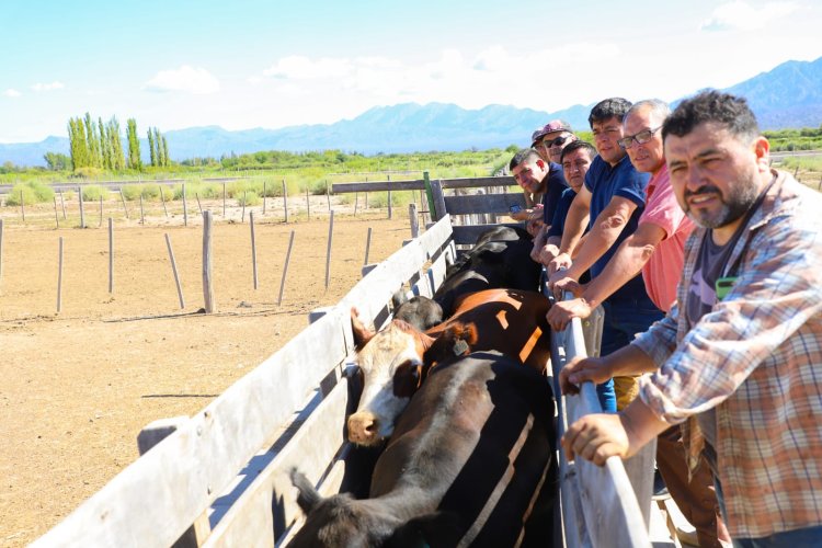 Jáchal realizó la primer jornada de Inseminación en Bovinos 