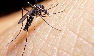 Difundieron el parte actualizado de dengue en el país, ¿hay casos en San Juan?