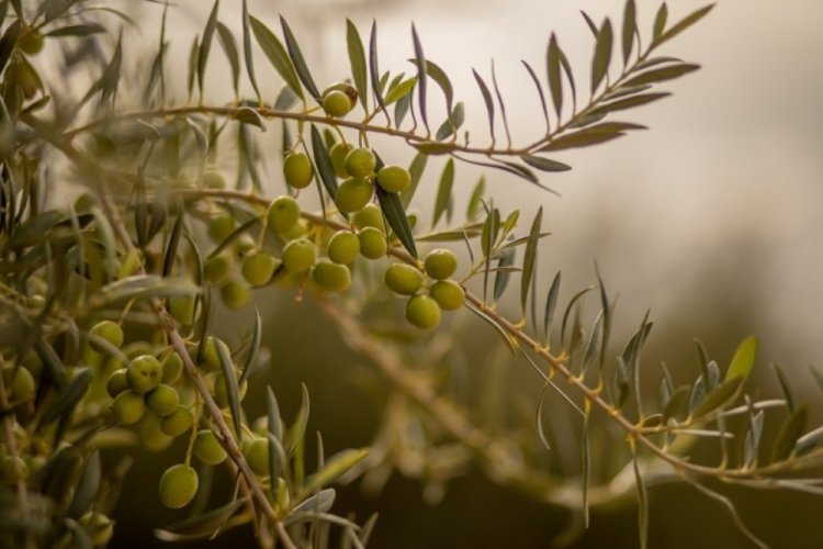 CFI San Juan otorgó más de $1.100 millones en créditos para la reactivación del sector productivo