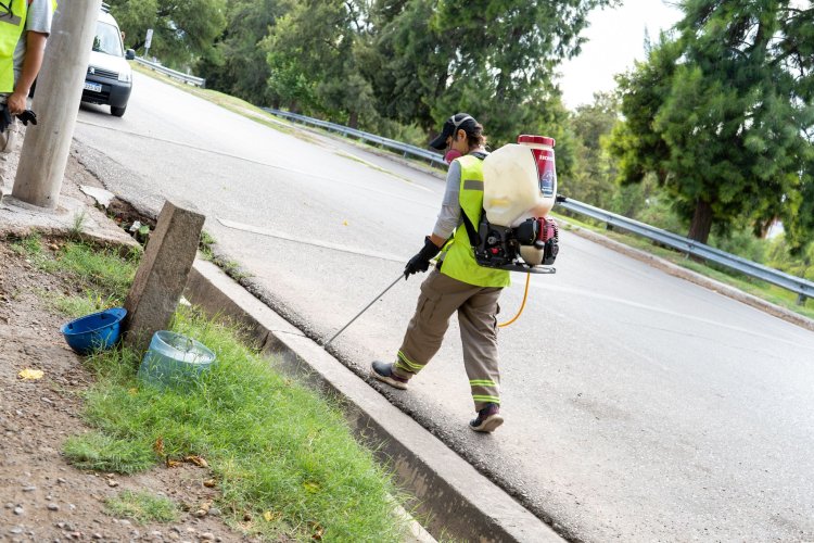 La Ciudad programó un nuevo cronograma de desinsectación o desratización