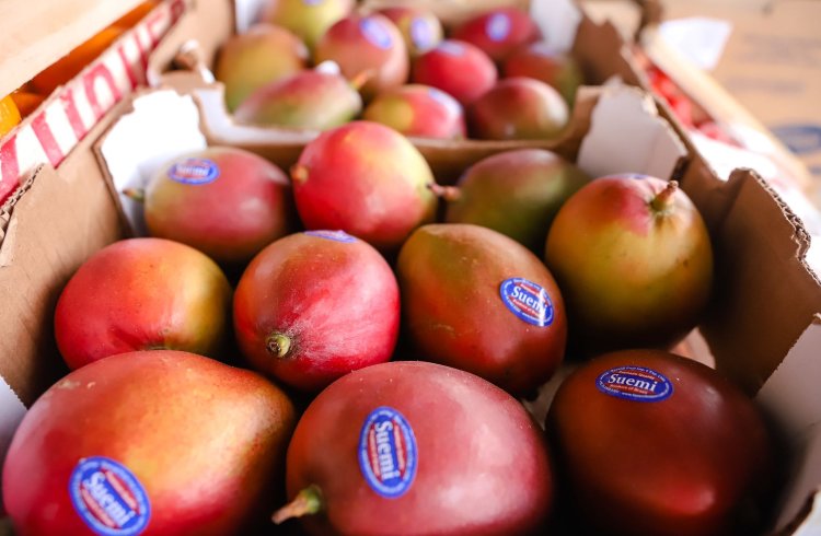 Feria y Mercado de Abasto: comprá a productores locales