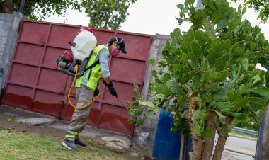Desinsectación y desratización en la Ciudad