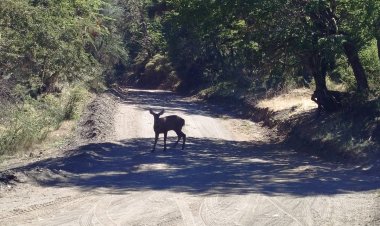 Apareció un huemul en el Parque Nacional Lanín después de casi 30 años