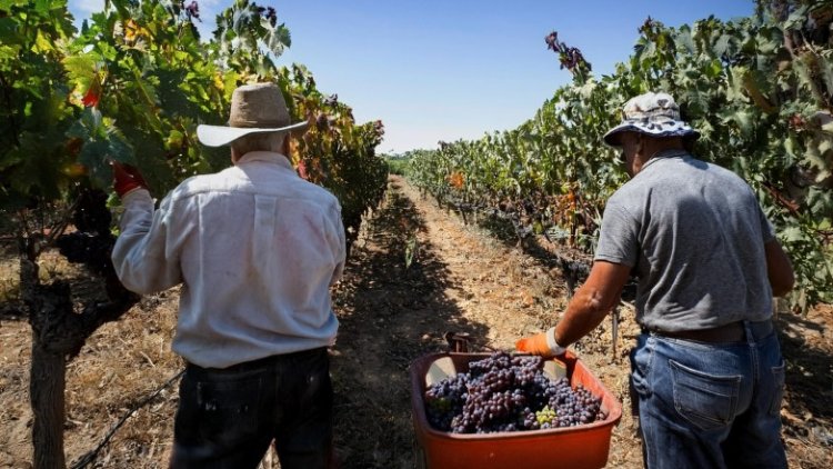 Los trabajadores de la vitivinicultura festejan cada 1 de febrero su día