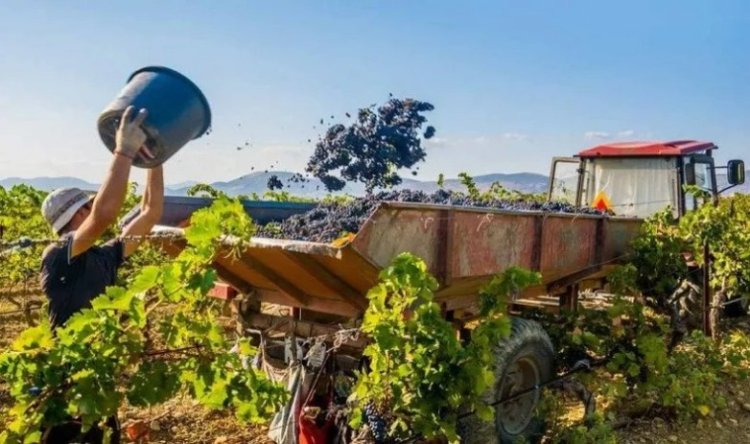 El Gobierno destina $7 mil millones en créditos de cosecha, acarreo y elaboración