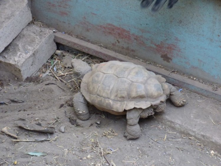 Ambiente recuperó tortugas terrestres