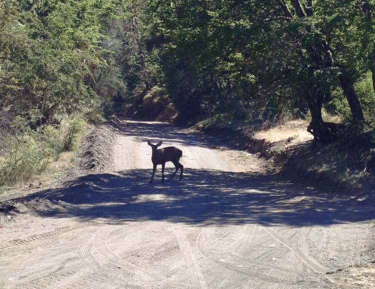 Apareció un huemul en el Parque Nacional Lanín después de casi 30 años