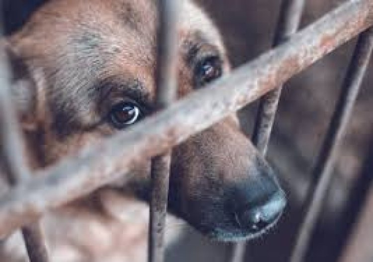 Aumentaron las multas por el maltrato animal