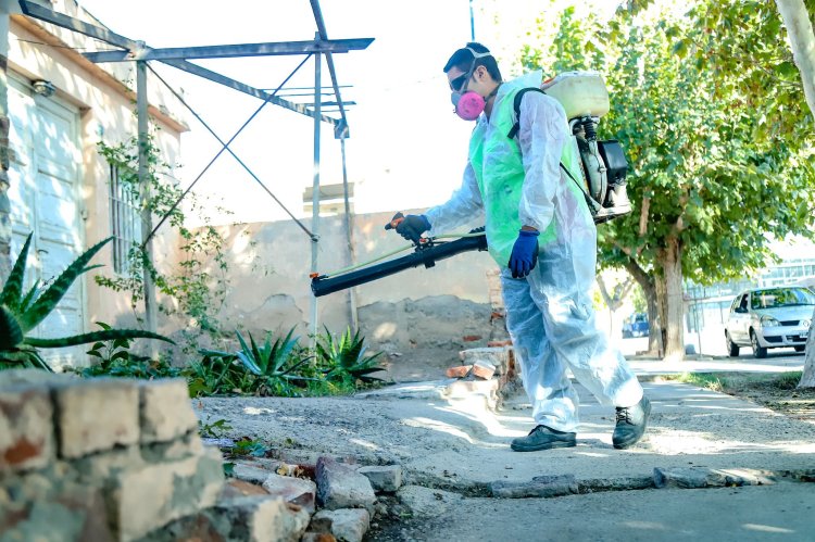 Desinsectación y desratización en la Ciudad: conocé el cronograma semanal