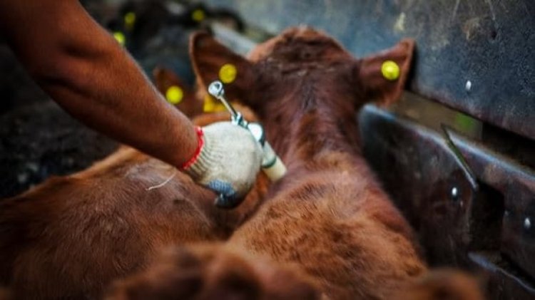 Comenzó la primera campaña anual de vacunación contra la fiebre aftosa del 2025
