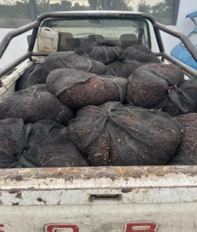 Los detienen por robar 500 kg de pasas en Caucete