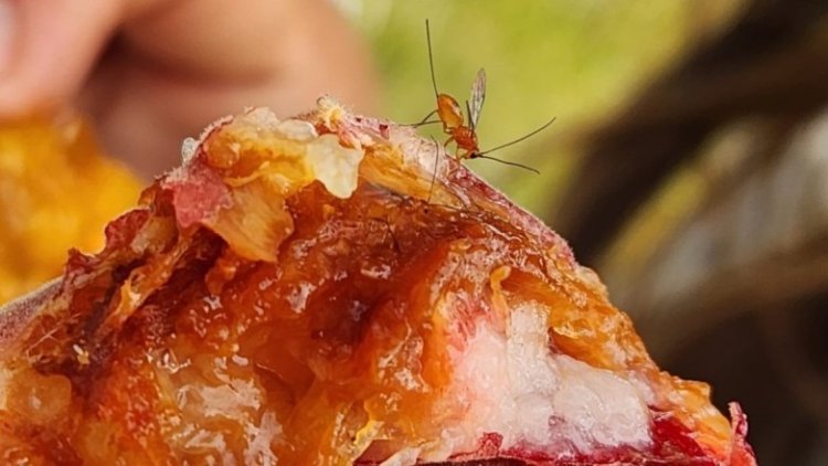 Producción invita a una Jornada de Concientización sobre la Mosca de los Frutos