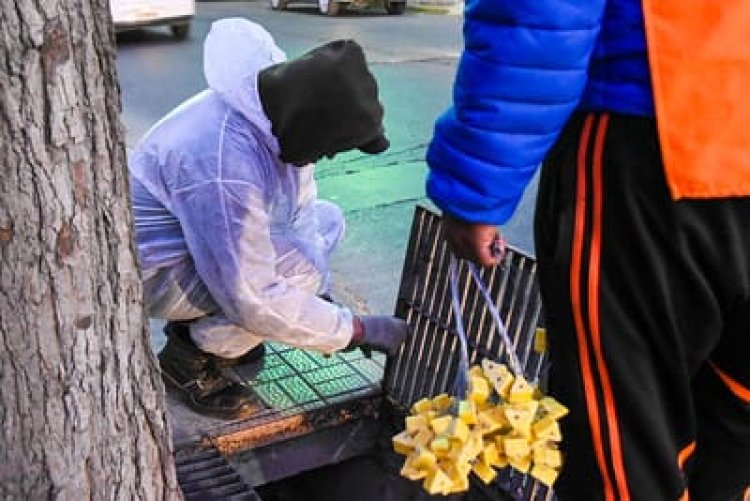 Conocé el cronograma de desratización y desinsectación en la Ciudad