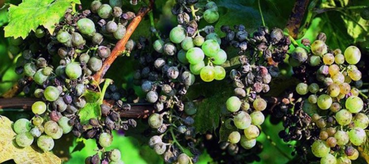 San Juan expuso su campaña fitosanitaria ante el directorio de COVIAR