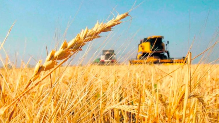 El Gobierno extiende la baja de retenciones para el trigo y la cebada pero deja afuera a la soja
