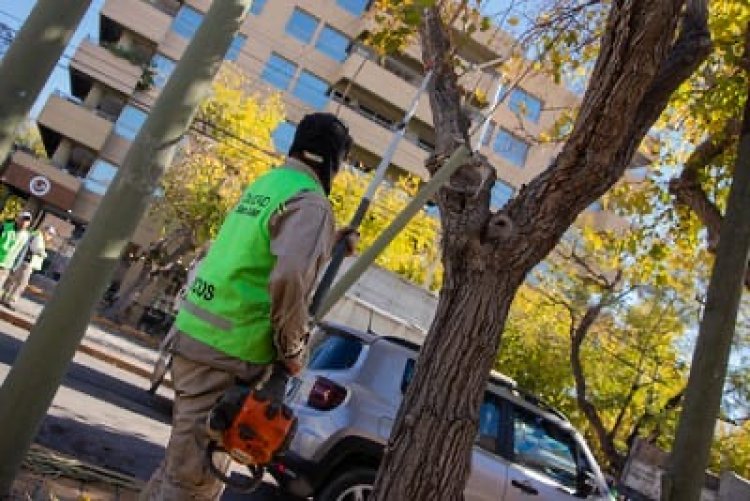Continúa el Plan de Poda para mejorar la iluminación, seguridad y salud del arbolado de la Ciudad