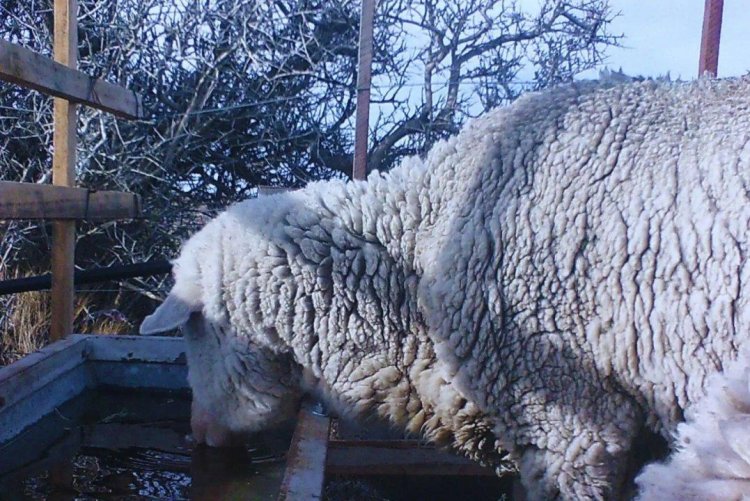 El INTA desarrolló un bebedero que evita que se congele el agua