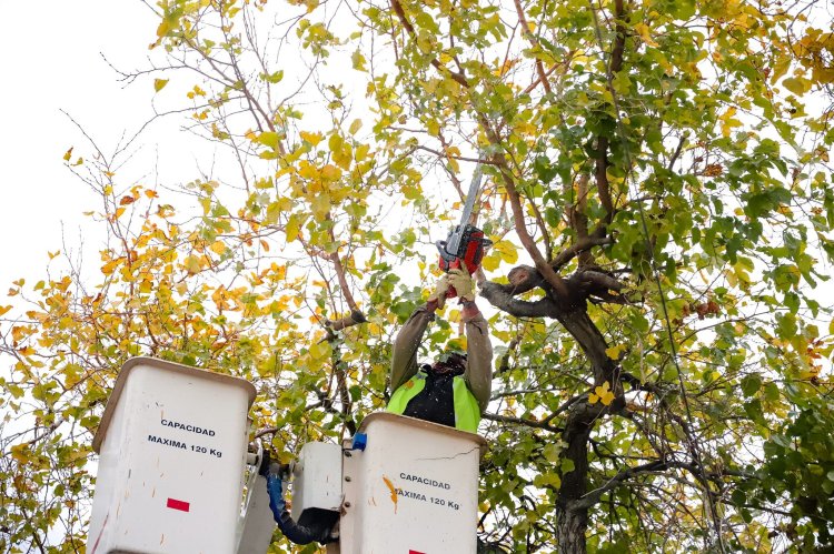 Poda y Limpieza: Cronograma del 21 al 27 de julio