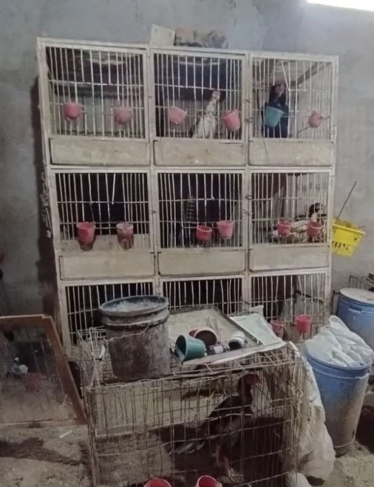 Secuestraron gallos de riña en un operativo en 25 de Mayo