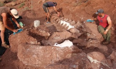 Nuevo streaming del Conicet: de las profundidades del mar a buscar fósiles de dinosaurios