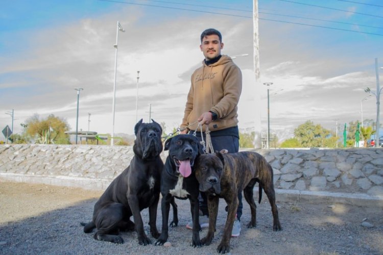 Tenencia Responsable de Macotas: cronograma de actividades para los próximos días