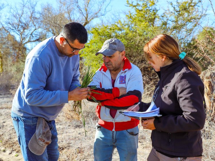 En el marco del Plan Triguero Jáchal acompaña a productores