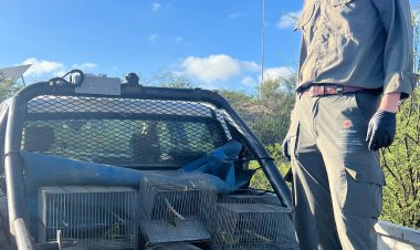 Se realizó un nuevo operativo de rescate y liberación de aves