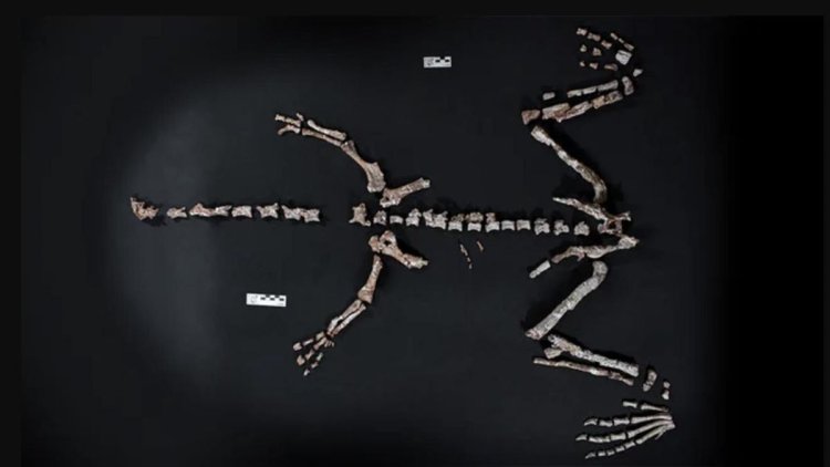 La Rioja: encontraron restos fósiles de un dinosaurio que vivió hace más de 230 millones de años
