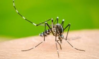 Un nuevo virus transmitido por mosquitos fue detectado en España