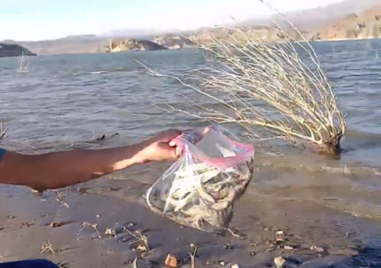 Porque murieron los peces de Cuesta del Viento