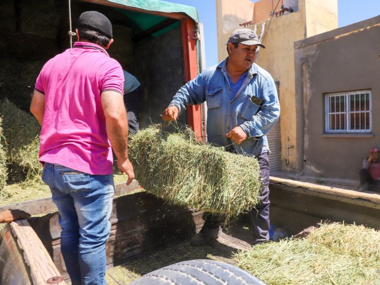 Jáchal entregó forrajes a 30 productores, caprinos y ovinos de Huaco