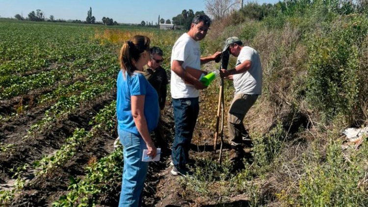 Producción trabaja en el control de una plaga perjudicial para el cultivo de algodón
