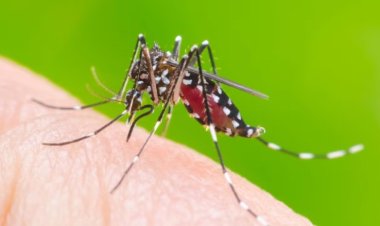 Refuerzan las acciones de prevención contra el mosquito durante los días de lluvia