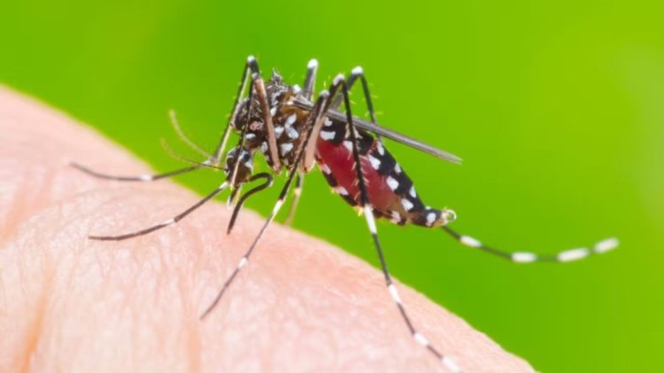 Refuerzan las acciones de prevención contra el mosquito durante los días de lluvia