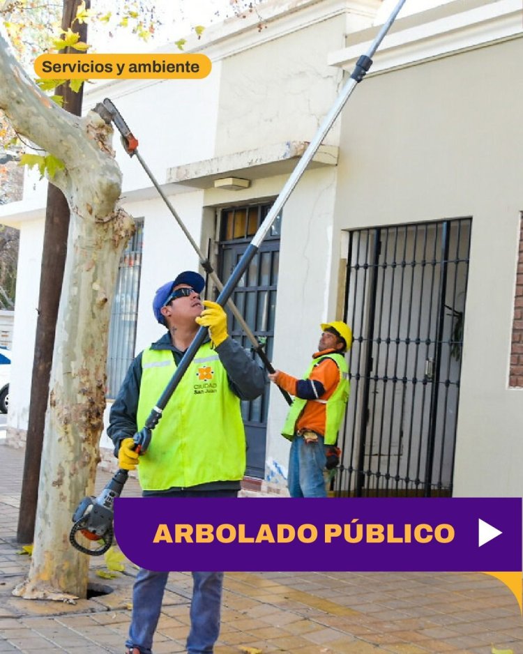 Cronograma de trabajos de arbolado público en la Ciudad de San Juan