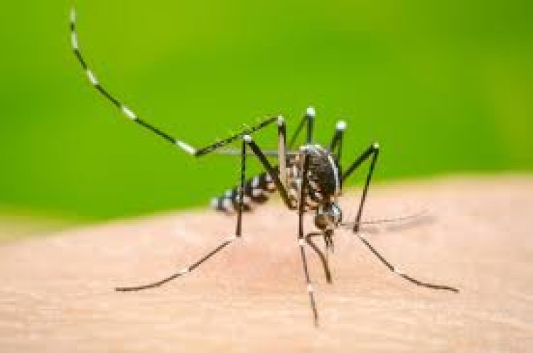 Dengue: así está la situación epidemiológica en el país