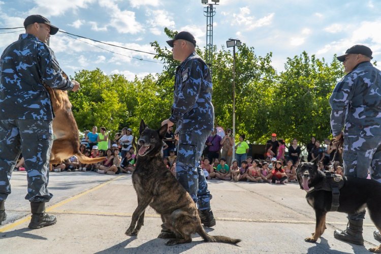 Las destrezas de los canes en un espectáculo para grandes y chicos