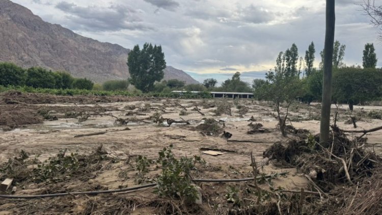 Relevan daños climáticos en uva, olivo y frutales en Zonda