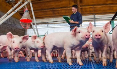 El sector porcino cerró el 2025 con récord de faena y consumo
